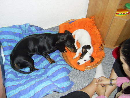 Jack-Russell-Terrier Hunde Foto 34117 Jack-Russell-Terrier Cocki's neue Freundin Emilie, eine süße Dackel-Dame