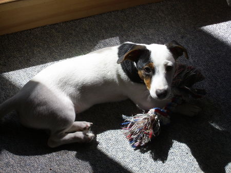 Jack-Russell-Terrier Hunde Foto 34164 Jack-Russell-Terrier Cocki grüßt ganz lieb ihre Mama Nelli + Papa Starski