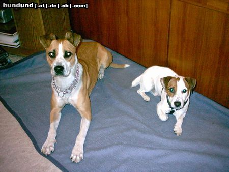 Jack-Russell-Terrier dana und drops sweet!!!