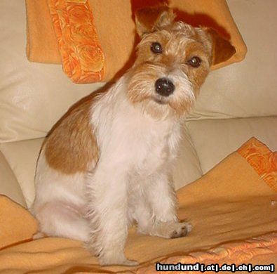 Jack-Russell-Terrier Hunde Foto 9371 Jack-Russell-Terrier Jack Russell Terrier Hündin