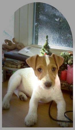 Jack-Russell-Terrier Hunde Foto 27264 in höherer Auflösung ansehen Jack-Russell-Terrier Noble Knights Diamond