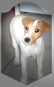 Jack-Russell-Terrier Hunde Foto 28756 in höherer Auflösung ansehen Jack-Russell-Terrier Noble Knights Diamond