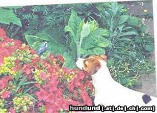 Jack-Russell-Terrier Hunde Foto 12813 Jack-Russell-Terrier Dino der Jaeger...