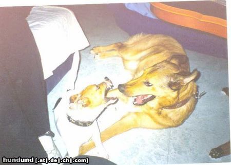 Jack-Russell-Terrier Hunde Foto 12757 Jack-Russell-Terrier Dino und Collie-DSH Mix Lucy
