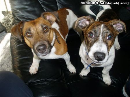 Jack-Russell-Terrier Hunde Foto 20553 Jack-Russell-Terrier Goofy und Schröder aus Hamburg