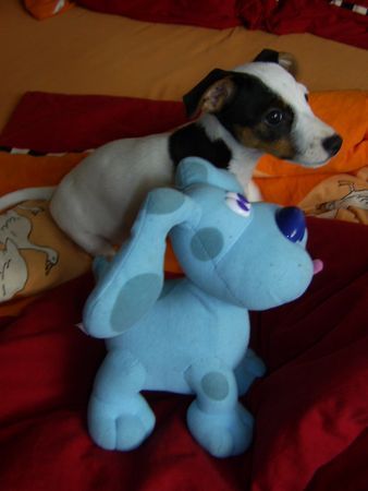 Jack-Russell-Terrier Hunde Foto 33602 Jack-Russell-Terrier Cocki mit 11 Wo. (sie ist auch eine Tochter von Starski ;-)