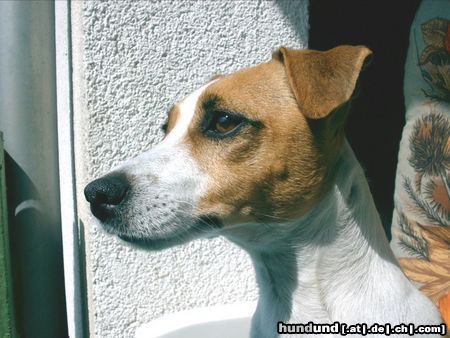 Jack-Russell-Terrier Hunde Foto 20101 Jack-Russell-Terrier Jack Russell Hündin
