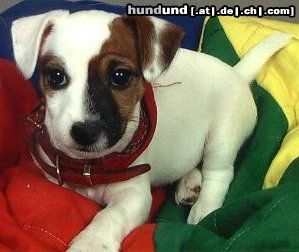 Jack-Russell-Terrier Hunde Foto 10526 Jack-Russell-Terrier