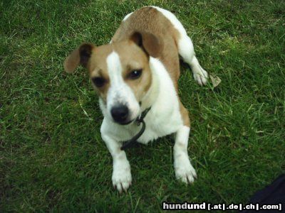 Jack-Russell-Terrier Hunde Foto 24364 in höherer Auflösung ansehen Jack-Russell-Terrier Emma