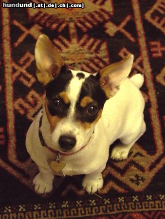 Jack-Russell-Terrier Hunde Foto 10307 Jack-Russell-Terrier Emelie am Parkett