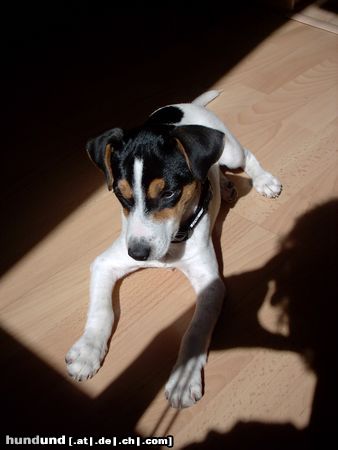 Jack-Russell-Terrier Hunde Foto 8669 Jack-Russell-Terrier