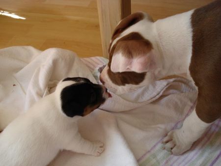Jack-Russell-Terrier Hunde Foto 37874 Jack-Russell-Terrier Der kleine Scrat(jacki) knutscht mit (bulldogge) nicki