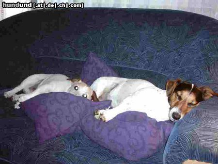 Jack-Russell-Terrier Hunde Foto 12469 Jack-Russell-Terrier gääääähn .....