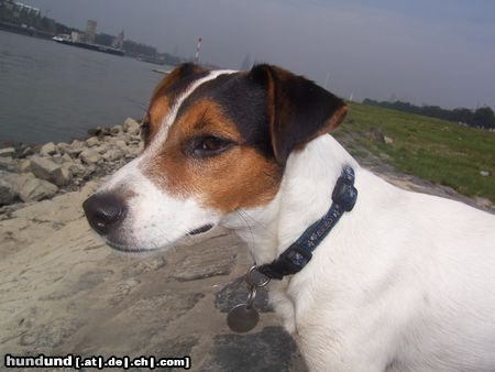 Jack-Russell-Terrier Hunde Foto 25072 Jack-Russell-Terrier am Rhein