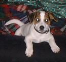 Jack-Russell-Terrier Hunde Foto 17194 in höherer Auflösung ansehen Jack-Russell-Terrier Hallohoooo