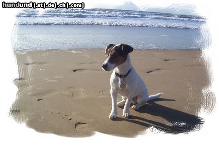 Jack-Russell-Terrier Hunde Foto 20637 Jack-Russell-Terrier Filou am strand