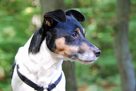 Jack-Russell-Terrier Ediz