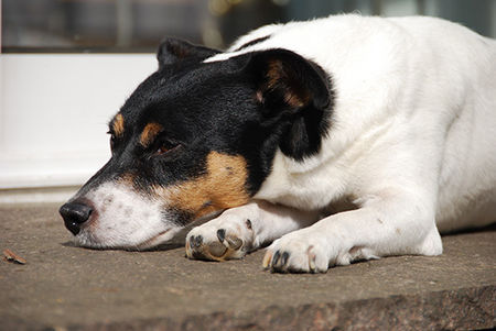 Jack-Russell-Terrier Hunde Foto 39783 Jack-Russell-Terrier Ediz genießt die Sonne