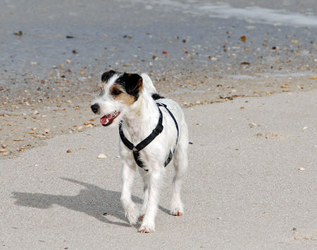 Jack-Russell-Terrier Hunde Foto 39945 Jack-Russell-Terrier Dinka auf Sylt