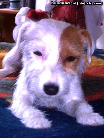 Jack-Russell-Terrier Hunde Foto 8971 Jack-Russell-Terrier Wenn ich Flügel hätte wäre ich ein Engel.