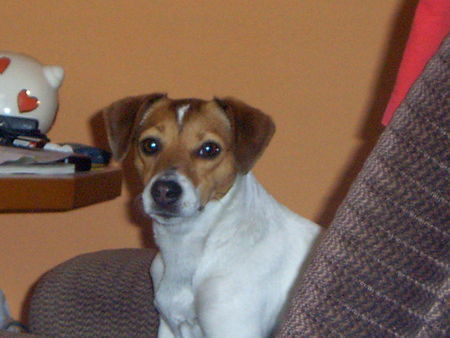 Jack-Russell-Terrier Hunde Foto 28304 Jack-Russell-Terrier hallo,ich bin die nelli