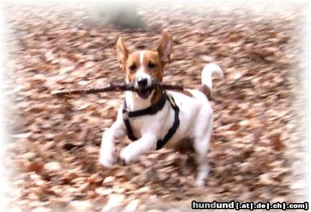 Jack-Russell-Terrier Hunde Foto 13204 Jack-Russell-Terrier Phoebe im Wald