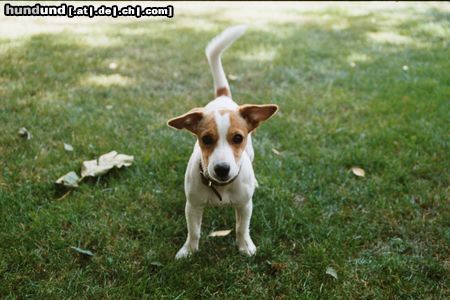 Jack-Russell-Terrier Hunde Foto 5071 Jack-Russell-Terrier Kessy mit 6 monaten