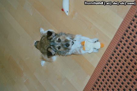 Jack-Russell-Terrier Hunde Foto 21549 in höherer Auflösung ansehen Jack-Russell-Terrier Simba mit ihrem Quacky