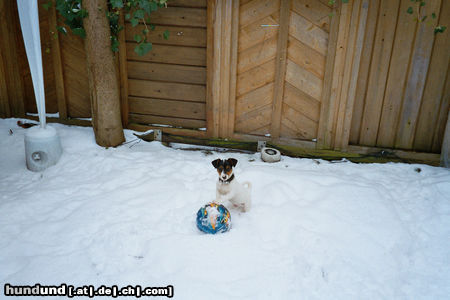 Jack-Russell-Terrier Hunde Foto 25185 in höherer Auflösung ansehen Jack-Russell-Terrier