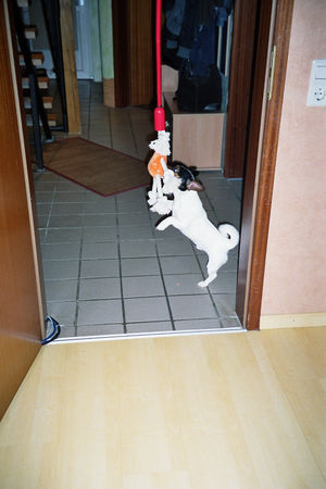 Jack-Russell-Terrier Hunde Foto 28471 in höherer Auflösung ansehen Jack-Russell-Terrier der kamfdackel