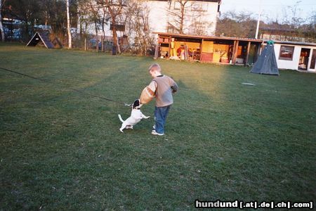 Jack-Russell-Terrier Hunde Foto 11054 Jack-Russell-Terrier Früh übt sich, was ein guter SD-Helfer werden will