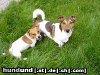 Jack-Russell-Terrier Hunde Foto 22440 Jack-Russell-Terrier Jacky und Timmy