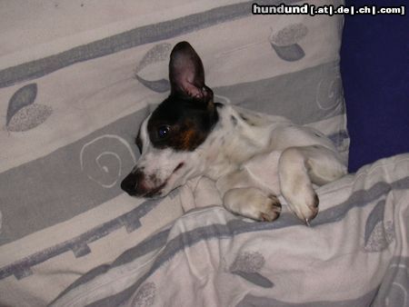 Jack-Russell-Terrier Hunde Foto 20401 in höherer Auflösung ansehen Jack-Russell-Terrier ICh bin so Müüüüde