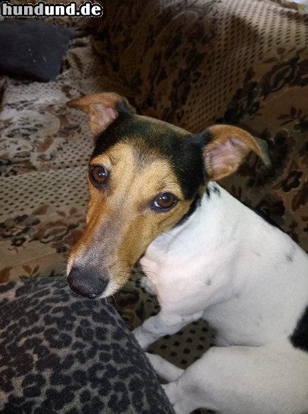 Jack-Russell-Terrier Hunde Foto 47702 Jack-Russell-Terrier Lucy, geb. 16.10.2018