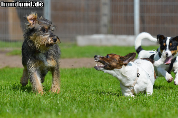 Jack-Russell-Terrier Jack Russel vs. Mixwelpe, aufgenommen in einer  Welpengruppe