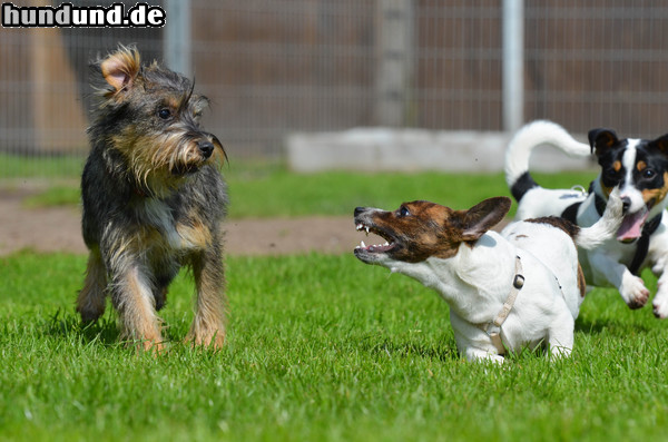Jack-Russell-Terrier Hunde Foto 47112 Jack-Russell-Terrier Jack Russel vs. Mixwelpe, aufgenommen in einer Welpengruppe