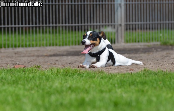 Jack-Russell-Terrier Hunde Foto 47105 Jack-Russell-Terrier Jack Russel in der Welpengruppe