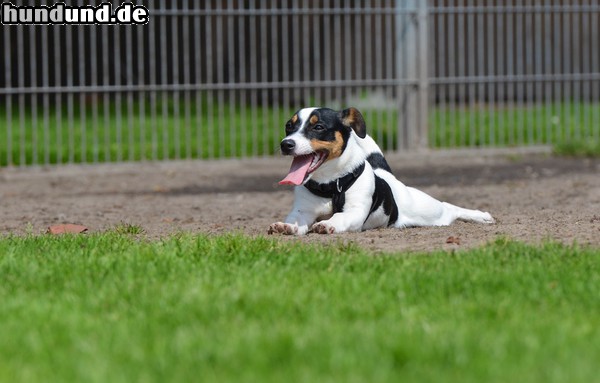 Jack-Russell-Terrier Jack Russel in der Welpengruppe 