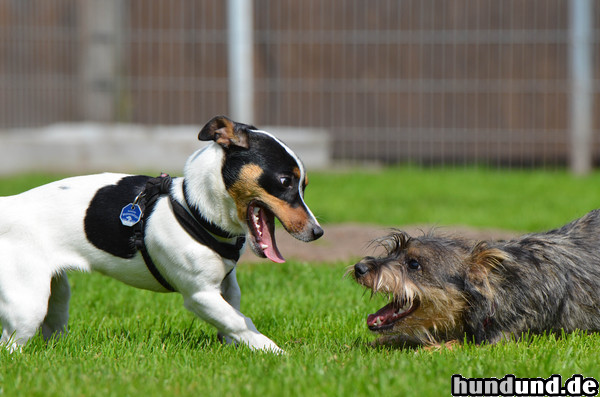 Jack-Russell-Terrier Jack Russel vs. Mixwelpe, aufgenommen in einer  Welpengruppe