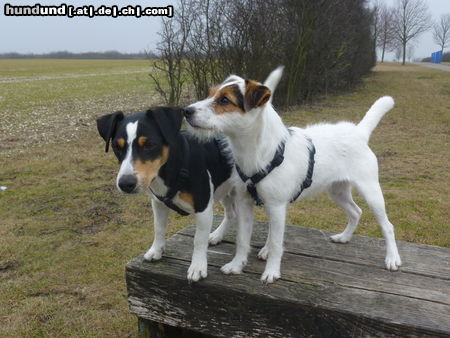 Jack-Russell-Terrier Nelly und Sammy beim Spaziergang 
