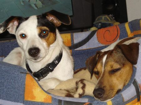 Jack-Russell-Terrier Hunde Foto 39058 in höherer Auflösung ansehen Jack-Russell-Terrier Alexis und ihr Bruder Jack