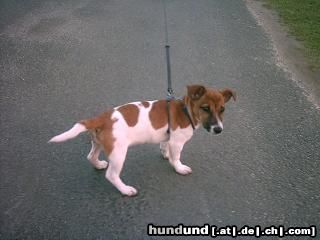 Jack-Russell-Terrier Hunde Foto 11577 Jack-Russell-Terrier Tierheimausführhund