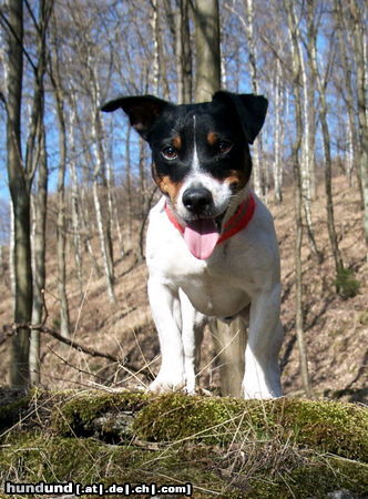 Jack-Russell-Terrier Jack lacht