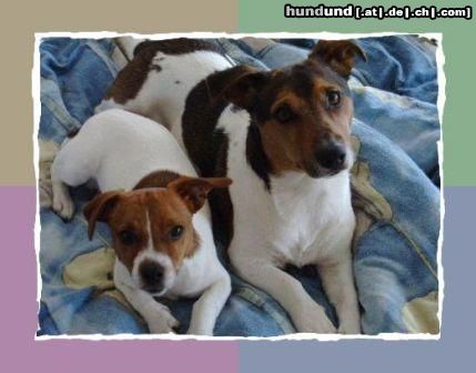 Jack-Russell-Terrier Hunde Foto 19106 Jack-Russell-Terrier Der große heist Jaky rechts im Bild.Und der kleine heist Timmy