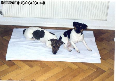 Jack-Russell-Terrier