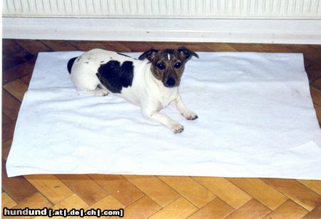 Jack-Russell-Terrier Hunde Foto 6135 in höherer Auflösung ansehen Jack-Russell-Terrier