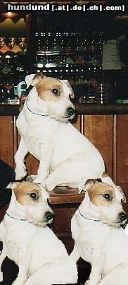 Jack-Russell-Terrier Hunde Foto 13489 Jack-Russell-Terrier 3 mal jackys