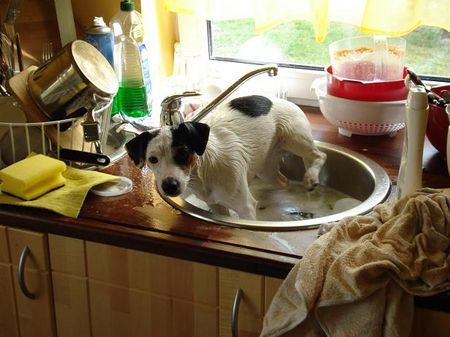 Jack-Russell-Terrier Hunde Foto 37365 in höherer Auflösung ansehen Jack-Russell-Terrier Der Strom war abgestellt und frauchen hatte kein warm wasser für die badewanne da muste des Waschbecken herhalten.MfG der Dreckspatz Alexis