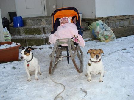 Jack-Russell-Terrier Alexis,Baby Jordan Marie und Nelli