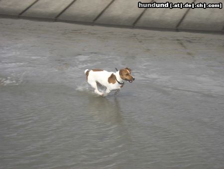 Jack-Russell-Terrier Hunde Foto 5643 Jack-Russell-Terrier Speedy beim ersten Urlaub am Meer